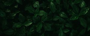 Preview wallpaper plants, leaves, green, macro