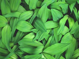 Preview wallpaper plants, leaves, green, macro, close up