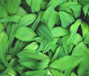 Preview wallpaper plants, leaves, green, macro, close up