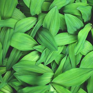 Preview wallpaper plants, leaves, green, macro, close up