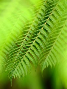 Preview wallpaper plants, leaves, greenery, glare, macro