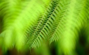 Preview wallpaper plants, leaves, greenery, glare, macro