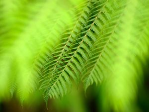 Preview wallpaper plants, leaves, greenery, glare, macro