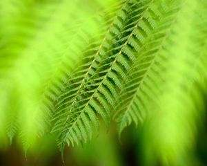 Preview wallpaper plants, leaves, greenery, glare, macro