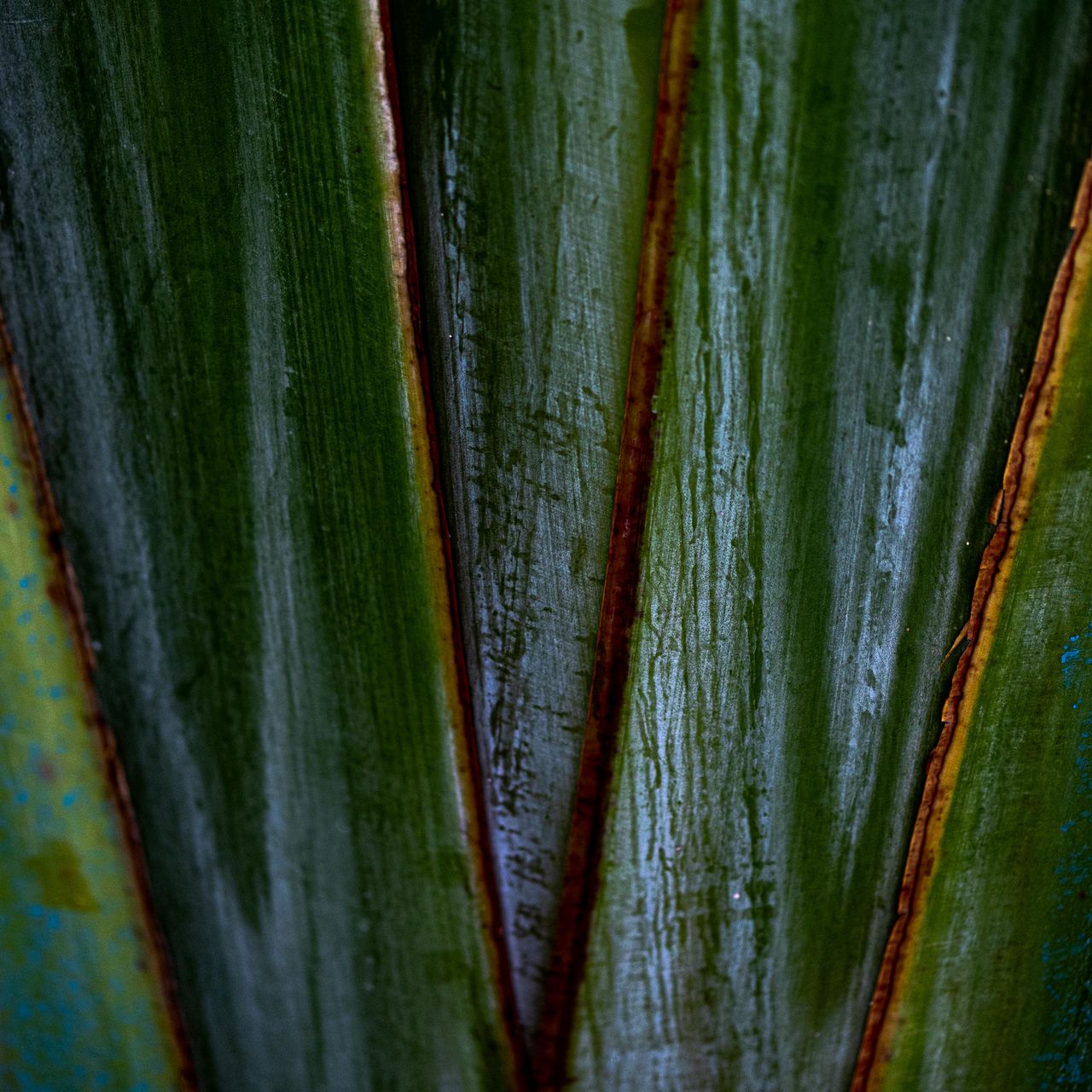 1280x1280 Wallpaper plants, leaves, macro, dark, highlights