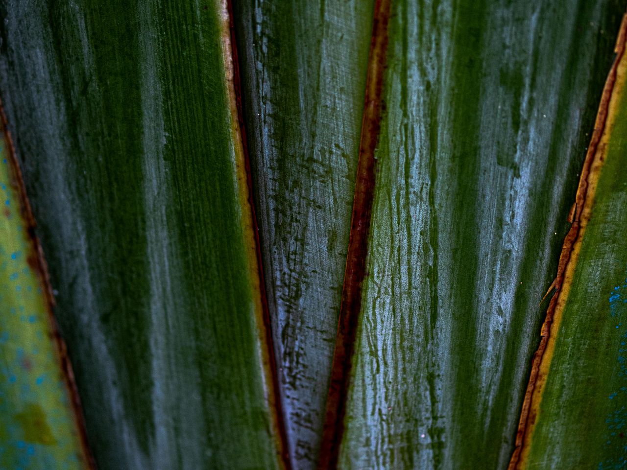 1280x960 Wallpaper plants, leaves, macro, dark, highlights