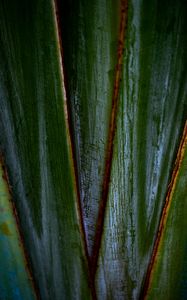 Preview wallpaper plants, leaves, macro, dark, highlights