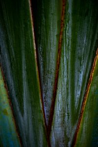 Preview wallpaper plants, leaves, macro, dark, highlights