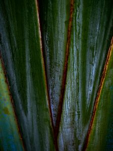 Preview wallpaper plants, leaves, macro, dark, highlights