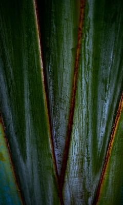 240x400 Wallpaper plants, leaves, macro, dark, highlights