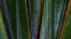 Preview wallpaper plants, leaves, macro, dark, highlights