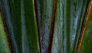 Preview wallpaper plants, leaves, macro, dark, highlights