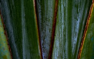 Preview wallpaper plants, leaves, macro, dark, highlights