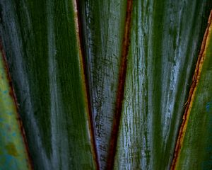 Preview wallpaper plants, leaves, macro, dark, highlights