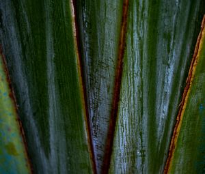 Preview wallpaper plants, leaves, macro, dark, highlights