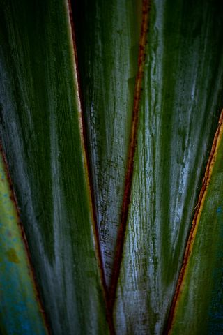 320x480 Wallpaper plants, leaves, macro, dark, highlights