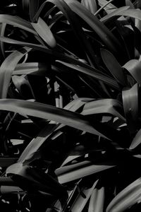 Preview wallpaper plants, leaves, macro, black and white, black