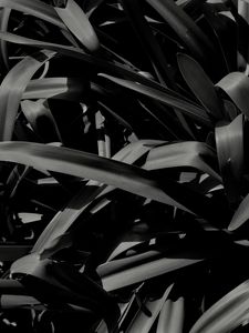 Preview wallpaper plants, leaves, macro, black and white, black