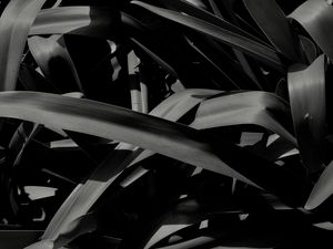 Preview wallpaper plants, leaves, macro, black and white, black