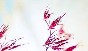 Preview wallpaper plants, leaves, macro, blur, white background