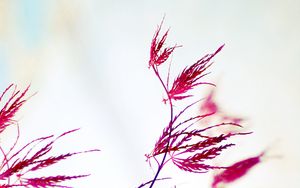 Preview wallpaper plants, leaves, macro, blur, white background