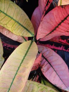 Preview wallpaper plants, leaves, nature, grain, lines