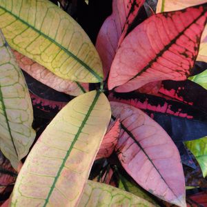 Preview wallpaper plants, leaves, nature, grain, lines