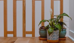 Preview wallpaper plants, leaves, pots, aesthetics