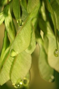 Preview wallpaper plants, leaves, seeds, drops, macro