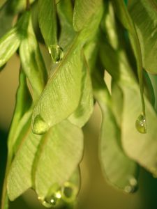 Preview wallpaper plants, leaves, seeds, drops, macro