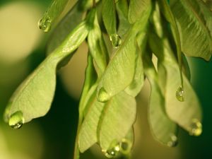 Preview wallpaper plants, leaves, seeds, drops, macro