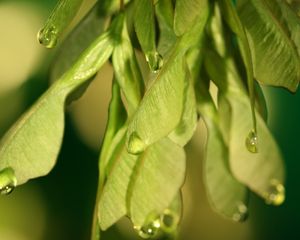 Preview wallpaper plants, leaves, seeds, drops, macro