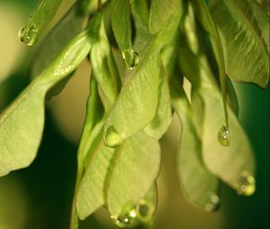 Preview wallpaper plants, leaves, seeds, drops, macro