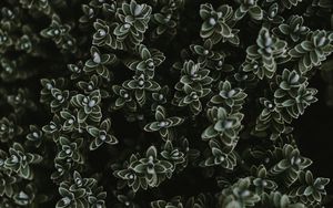 Preview wallpaper plants, leaves, set, green