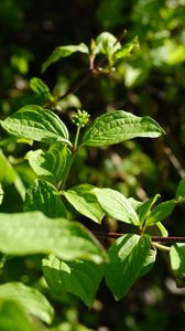 Preview wallpaper plants, leaves, sprout, macro, green