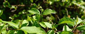 Preview wallpaper plants, leaves, sprout, macro, green