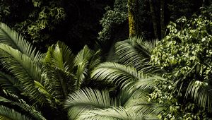 Preview wallpaper plants, leaves, tropics, green