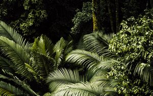 Preview wallpaper plants, leaves, tropics, green