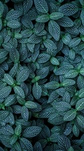 Preview wallpaper plants, leaves, veins, green, striped