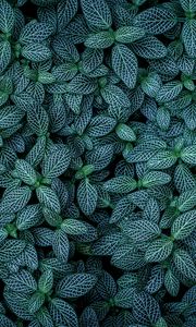 Preview wallpaper plants, leaves, veins, green, striped