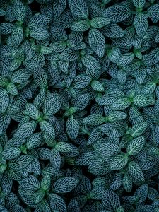 Preview wallpaper plants, leaves, veins, green, striped