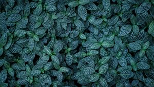 Preview wallpaper plants, leaves, veins, green, striped