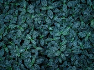Preview wallpaper plants, leaves, veins, green, striped