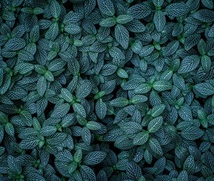 Preview wallpaper plants, leaves, veins, green, striped