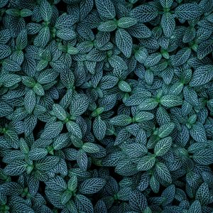 Preview wallpaper plants, leaves, veins, green, striped