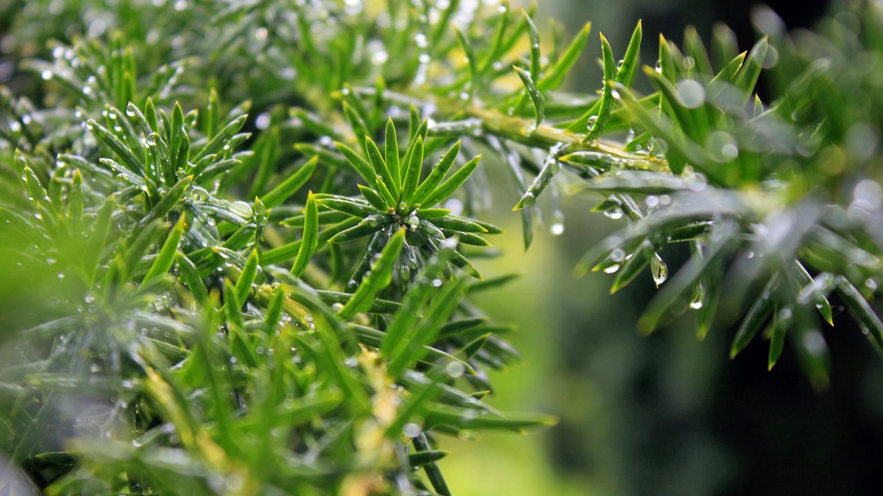 Wallpaper plants, light, dew, drops