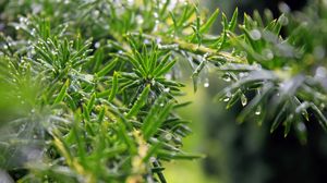 Preview wallpaper plants, light, dew, drops