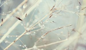 Preview wallpaper plants, light, seeds, dandelion, web