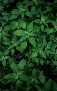 Preview wallpaper plants, macro, leaves, green