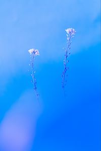 Preview wallpaper plants, macro, minimalism, blue